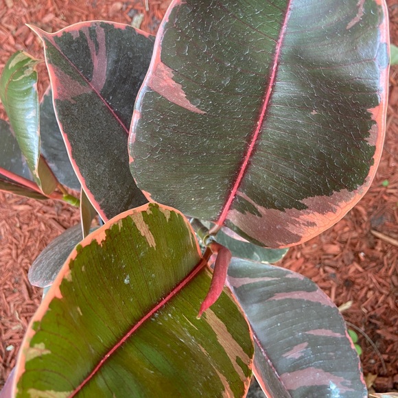 COPY - 🪴🔥Ficus ruby🔥🪴 - Picture 4 of 5